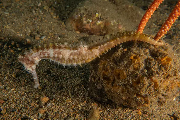 Filipinler Denizi 'ndeki Deniz Atı