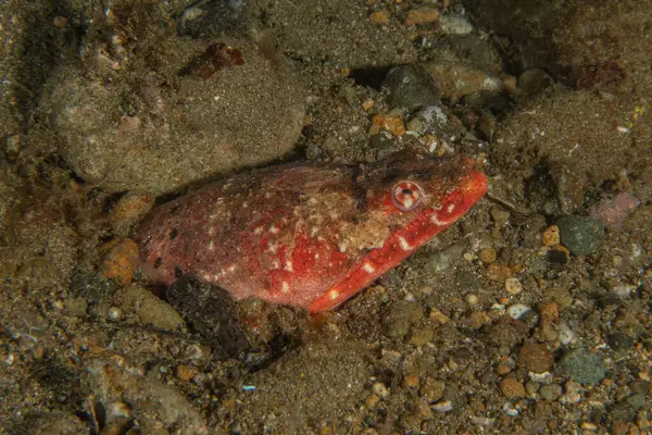 Filipinler Denizi 'nde balıklar yüzer.