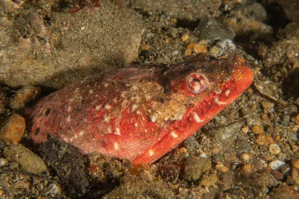 Filipinler Denizi 'nde balıklar yüzer.