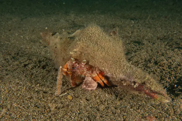 Filipinler Denizi 'nde Keşiş Yengeci