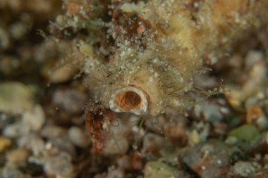 Kızıl Denizde yüzen balıklar, renkli balıklar, Eilat, İsrail