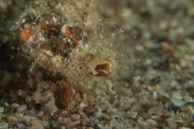 Kızıl Denizde yüzen balıklar, renkli balıklar, Eilat, İsrail