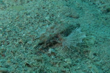 Kızıl Denizde yüzen balıklar, renkli balıklar, Eilat, İsrail