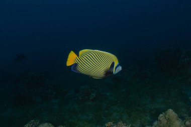 Kızıl Denizde yüzen balıklar, renkli balıklar, Eilat, İsrail