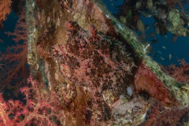 Kızıl Deniz 'deki kurbağa balığı, Renkli ve güzel, Eilat, İsrail