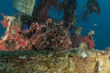 Kızıl Deniz 'deki kurbağa balığı, Renkli ve güzel, Eilat, İsrail