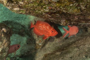 Kızıl Denizde yüzen balıklar, renkli balıklar, Eilat, İsrail