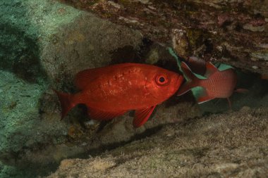 Kızıl Denizde yüzen balıklar, renkli balıklar, Eilat, İsrail