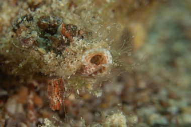 Kızıl Denizde yüzen balıklar, renkli balıklar, Eilat, İsrail