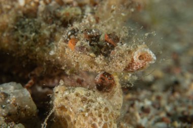 Kızıl Denizde yüzen balıklar, renkli balıklar, Eilat, İsrail