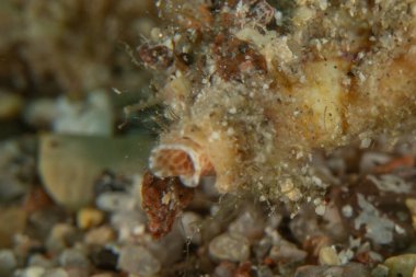 Kızıl Denizde yüzen balıklar, renkli balıklar, Eilat, İsrail