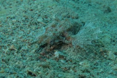 Kızıl Denizde yüzen balıklar, renkli balıklar, Eilat, İsrail