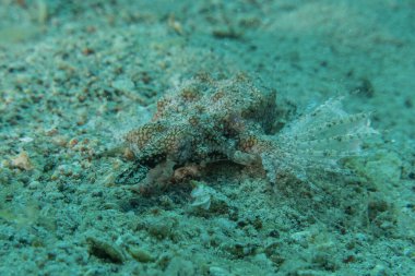 Kızıl Denizde yüzen balıklar, renkli balıklar, Eilat, İsrail