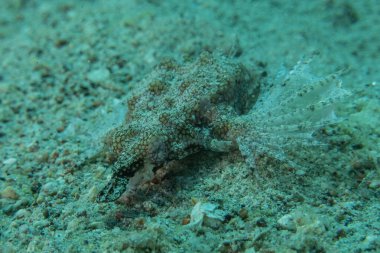 Kızıl Denizde yüzen balıklar, renkli balıklar, Eilat, İsrail