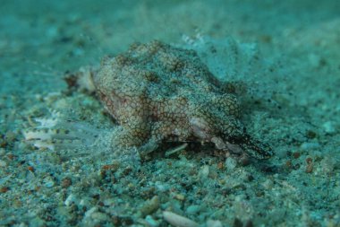 Kızıl Denizde yüzen balıklar, renkli balıklar, Eilat, İsrail