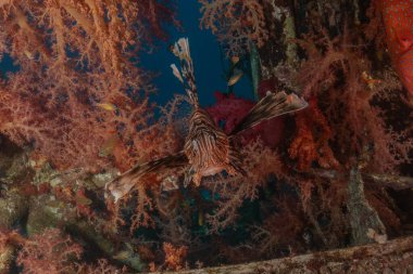 Aslan Balığı (Pterois mil) Kızıl Deniz 'de, renkli balık, Eilat, İsrail