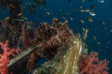 Kızıl Deniz 'deki kurbağa balığı, Renkli ve güzel, Eilat, İsrail