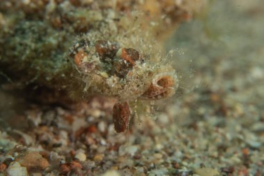 Kızıl Denizde yüzen balıklar, renkli balıklar, Eilat, İsrail