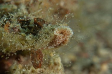 Kızıl Denizde yüzen balıklar, renkli balıklar, Eilat, İsrail