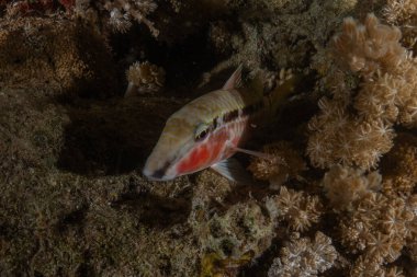 Kızıl Denizde yüzen balıklar, renkli balıklar, Eilat, İsrail