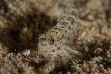 Kızıl Denizde yüzen balıklar, renkli balıklar, Eilat, İsrail