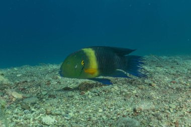 Kızıl Denizde yüzen balıklar, renkli balıklar, Eilat, İsrail