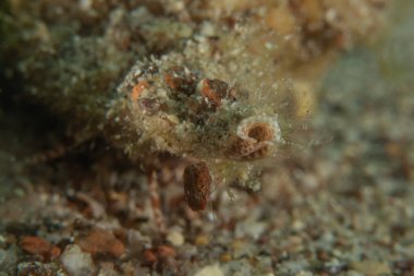 Kızıl Denizde yüzen balıklar, renkli balıklar, Eilat, İsrail