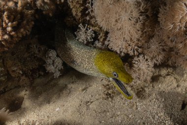 Moray eel Mooray lycodontis Kızıldeniz 'de dalgalanma, Eilat, İsrail