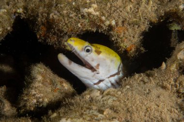Moray eel Mooray lycodontis Kızıldeniz 'de dalgalanma, Eilat, İsrail