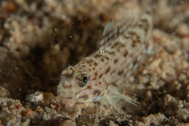 Kızıl Denizde yüzen balıklar, renkli balıklar, Eilat, İsrail