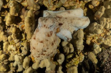 Kızıl Deniz 'deki kamuflajın kralı, Eilat Israel. 