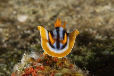 Kızıl Denizde Çıplak Deniz Sümüklüböceği, Renkli ve güzel, Eilat, İsrail