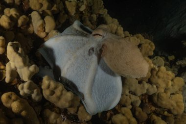 Kızıl Denizde Çıplak Deniz Sümüklüböceği, Renkli ve güzel, Eilat, İsrail