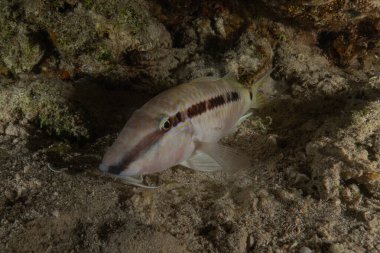 Kızıl Denizde yüzen balıklar, renkli balıklar, Eilat, İsrail