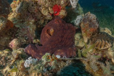 Kızıl Deniz 'de kamuflajın ahtapot kralı Eilat, İsrail 