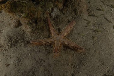 Kızıl Deniz 'deki deniz yıldızı, Eilat, İsrail