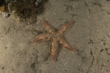 Kızıl Deniz 'deki deniz yıldızı, Eilat, İsrail