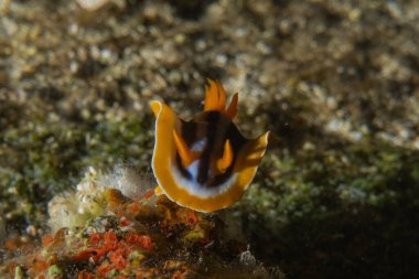 Kızıl Denizde Çıplak Deniz Sümüklüböceği, Renkli ve güzel, Eilat, İsrail