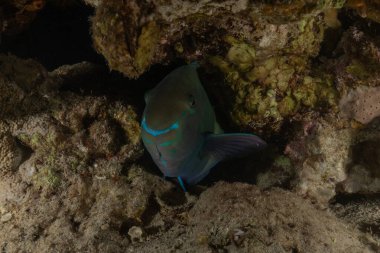 Kızıl Denizde yüzen balıklar, renkli balıklar, Eilat, İsrail