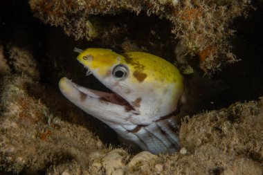 Moray eel Mooray lycodontis Kızıldeniz 'de dalgalanma, Eilat, İsrail