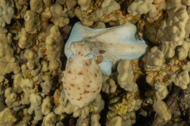 Kızıl Deniz 'de kamuflajın ahtapot kralı Eilat, İsrail 