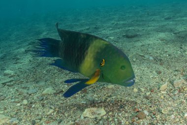 Kızıl Denizde yüzen balıklar, renkli balıklar, Eilat, İsrail