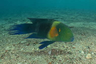 Kızıl Denizde yüzen balıklar, renkli balıklar, Eilat, İsrail