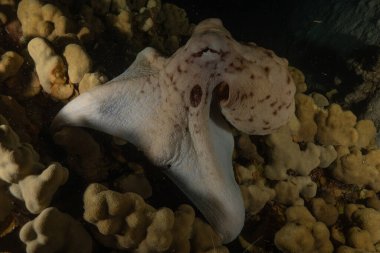 Kızıl Deniz 'de kamuflajın ahtapot kralı Eilat, İsrail 