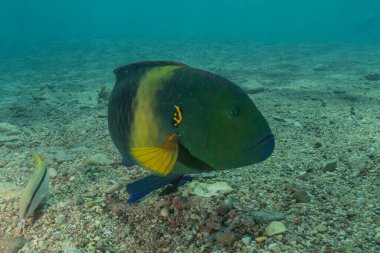 Kızıl Denizde yüzen balıklar, renkli balıklar, Eilat, İsrail