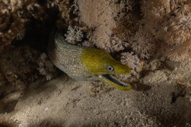 Moray eel Mooray lycodontis Kızıldenizde dalgalanma, Eilat Israel