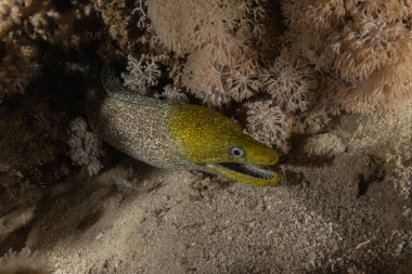 Moray eel Mooray lycodontis Kızıldenizde dalgalanma, Eilat Israel