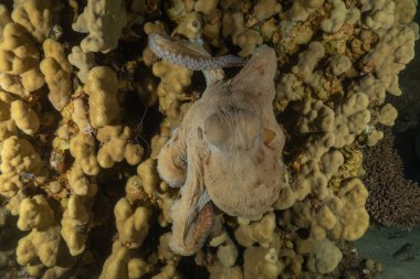 Kızıl Deniz 'de kamuflajın ahtapot kralı Eilat, İsrail 