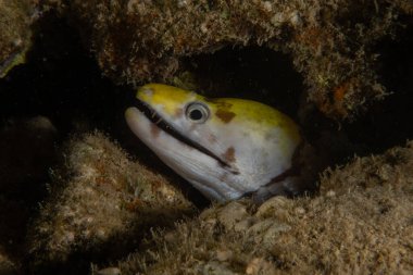 Moray eel Mooray lycodontis Kızıldenizde dalgalanma, Eilat Israel