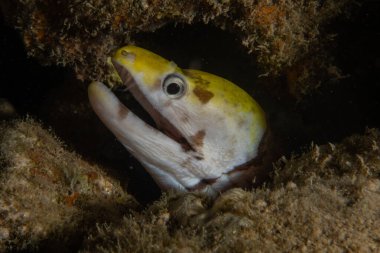 Moray eel Mooray lycodontis Kızıldenizde dalgalanma, Eilat Israel